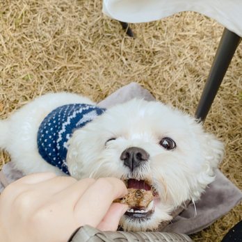 Hawks Prairie Veterinary Hospital - Riley loves bbq! - Veterinarians Near Me - Lacey, Washington Hawks Prairie Veterinary Hospital - Riley loves bbq! - Veterinarians Near Me - Lacey, Washington