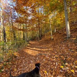 Wissahickon park in the fall Wissahickon park in the fall