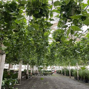 Foothill Nursery - Pothos everywhere - Nurseries & Gardening Near Me - Sylmar, California
