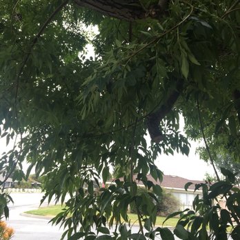 B & J Tree Service - Tree Services Near Me - Tustin, California