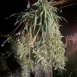 Esbenshade's Garden Centers & Greenhouse - Absolutely amazing plant !It is HUGE, beautiful, and so full and healthy. I honestly couldn't believe how big it was when it ar