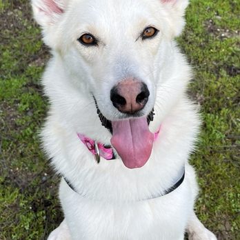 Wolf Spa Mobile Dog grooming - Pet Groomers Near Me Wolf Spa Mobile Dog grooming - Pet Groomers Near Me