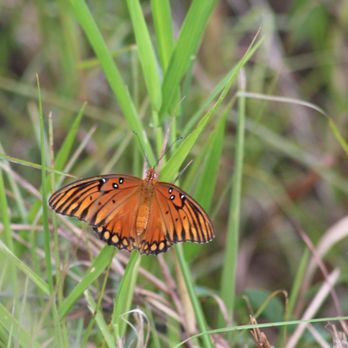 Teague Hammock Preserve - Orange Swallowtail - Hiking Near Me - Port St Lucie, Florida Teague Hammock Preserve - Orange Swallowtail - Hiking Near Me - Port St Lucie, Florida