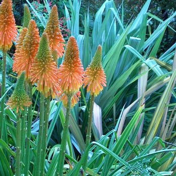 Planet Horticulture - Poker plant and silver spear - Landscaping Near Me - Tiburon, California Planet Horticulture - Poker plant and silver spear - Landscaping Near Me - Tiburon, California