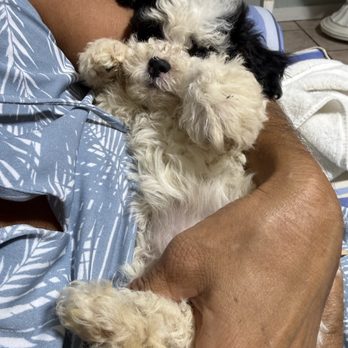 Magnolia pets - Female maltipoo - Pet Adoption Near Me - Mobile, Alabama