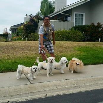 Freddy's Finest Treats - Professional Dog Walking & Overnight services available at Freddy's Finest Treats. 949-444-5694 appointments. - Dog Walkers Near Me Freddy's Finest Treats - Professional Dog Walking & Overnight services available at Freddy's Finest Treats. 949-444-5694 appointments. - Dog Walkers Near Me