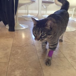 Henry recovering at home post anesthesia