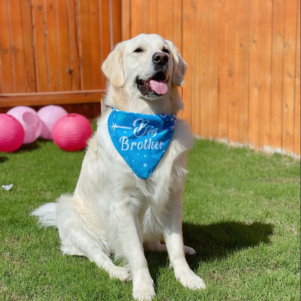 Total Dog - He is always open to roam in our parties even. Most well behaved dog ever. All thanks to total dog. - Pet Training Near Me - Austin, Texas