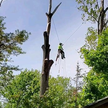 TreeGone - Arborist traversing between trees - Tree Services Near Me TreeGone - Arborist traversing between trees - Tree Services Near Me