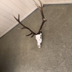 Coles Meat Processing Sys Taxidermy - American mount