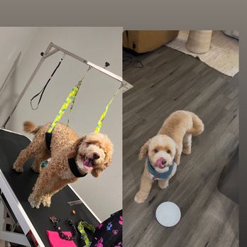 Blush & Bark - Pet Groomers Near Me - Surprise, Arizona Blush & Bark - Pet Groomers Near Me - Surprise, Arizona