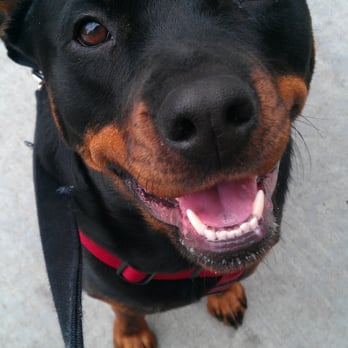Doggone Happy - Beautiful Caina - Dog Walkers Near Me Doggone Happy - Beautiful Caina - Dog Walkers Near Me