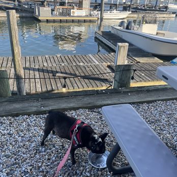 Aqua - a dog drinking water from a bowl - Seafood Near Me - Clinton, Connecticut Aqua - a dog drinking water from a bowl - Seafood Near Me - Clinton, Connecticut