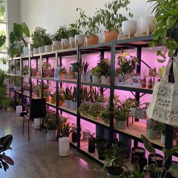 Bloomsgiving - Some of the plant selection - Florists Near Me - Mountain View, California Bloomsgiving - Some of the plant selection - Florists Near Me - Mountain View, California