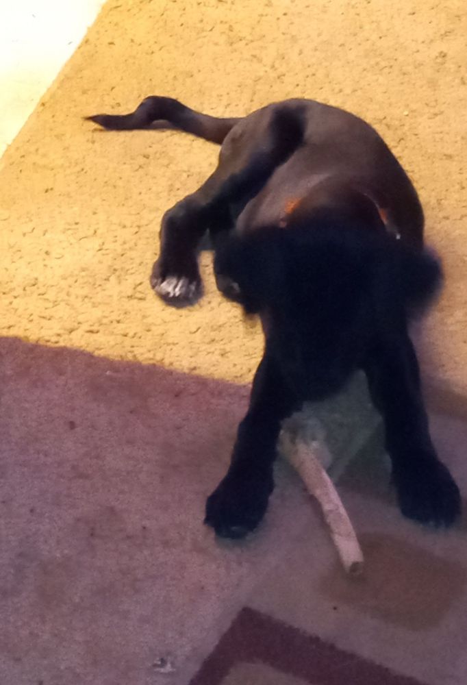 POTSDAM ANIMAL SHELTER Updated September 2024 17 Madrid Ave