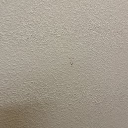 Dead bugs on the walls Dead bugs on the walls