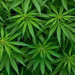 Monroeville Medical Marijuana Evaluation - Monroeville Medical Marijuana Certification