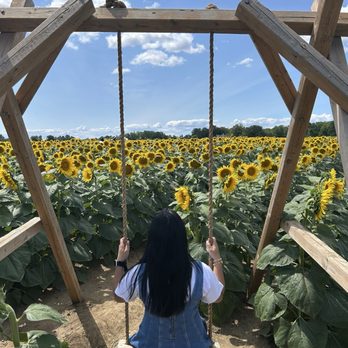 Sunflower Fields Of Markham - Farms Near Me - Markham, Ontario Sunflower Fields Of Markham - Farms Near Me - Markham, Ontario