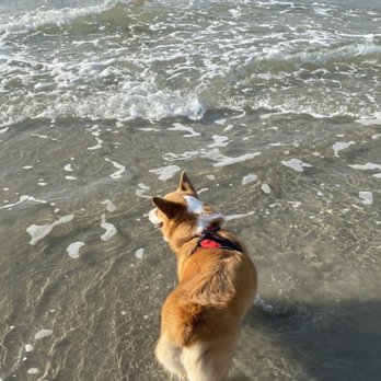 Del Mar North Beach - Corgi's first time in the water - Beaches Near Me - Del Mar, California