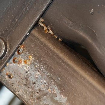 A Smart Pest Control - Some bed bugs on a bed-rail. They are dead they just don't know it yet - Pest Control Near Me - Denton, Texas