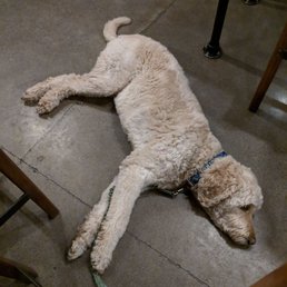 I think this dog feels at home here... I think this dog feels at home here...