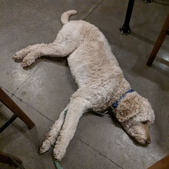 Proper Pint Taproom - I think this dog feels at home here... - Pubs Near Me - Portland, Oregon Proper Pint Taproom - I think this dog feels at home here... - Pubs Near Me - Portland, Oregon