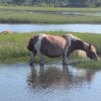 Up the Bay Pony Tours - Boat Tours Near Me - Chincoteague, Virginia Up the Bay Pony Tours - Boat Tours Near Me - Chincoteague, Virginia