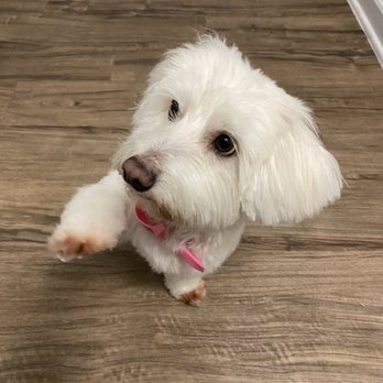 Happy Hound - Pet Groomers Near Me - Oxnard, California