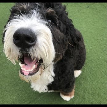 K9 Playland - Pet Sitting Near Me - Charlotte, North Carolina K9 Playland - Pet Sitting Near Me - Charlotte, North Carolina