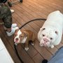 Photo of BullHauz Pet Care Services