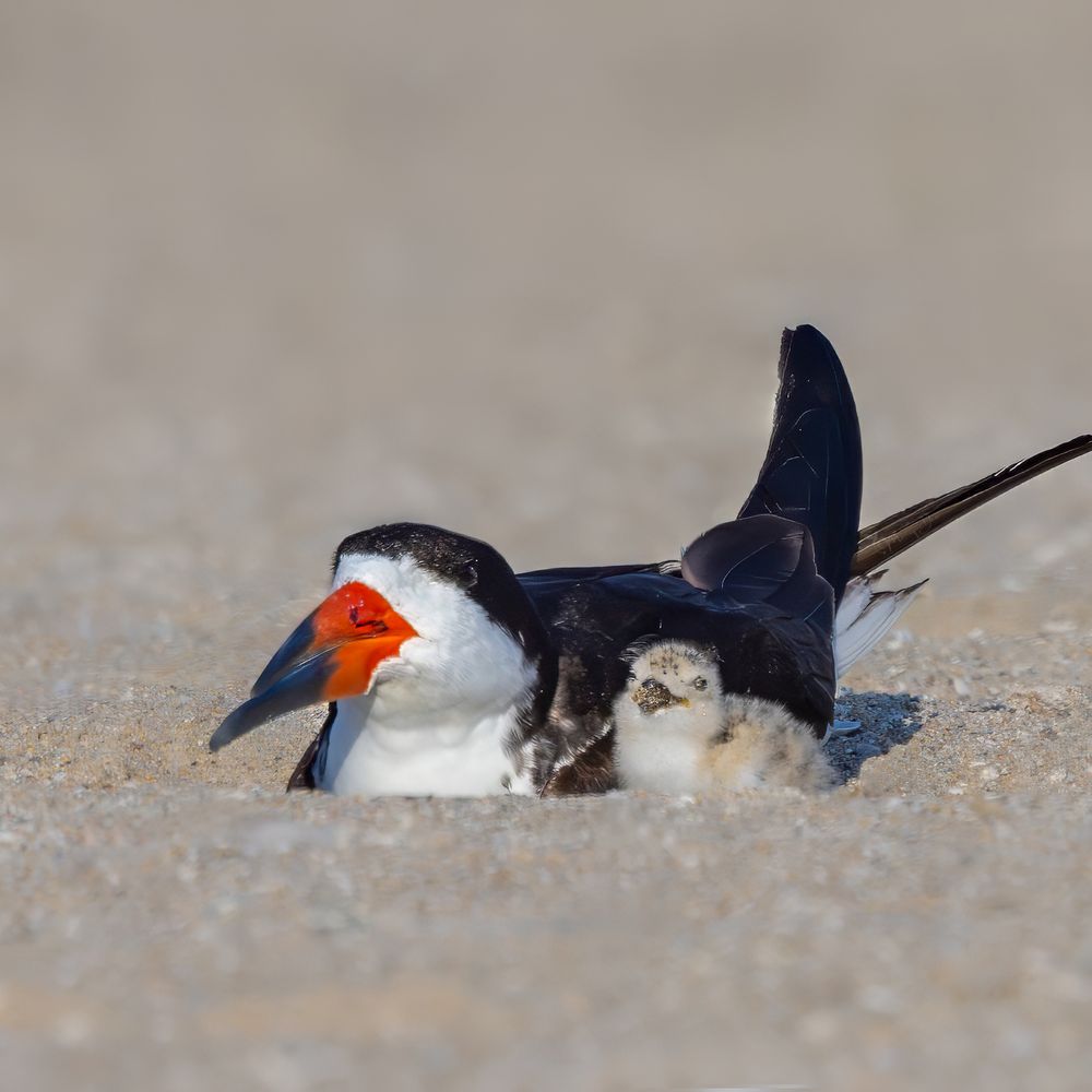 Bolsa Chica State Beach - Black Skimmer and her adorable little baby | IG @moniquedao - Beaches Near Me - Huntington Beach, California Bolsa Chica State Beach - Black Skimmer and her adorable little baby | IG @moniquedao - Beaches Near Me - Huntington Beach, California