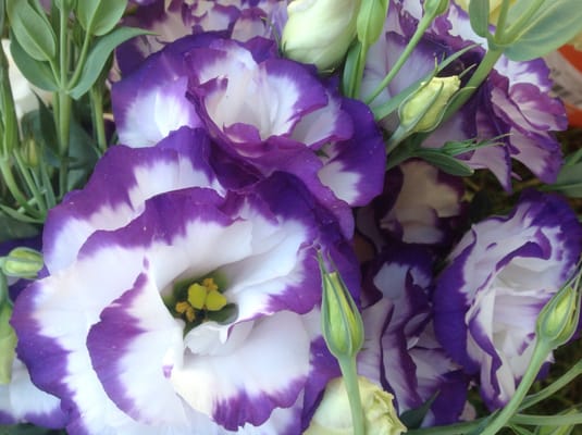 Saucon Valley Farmers' Market by null
