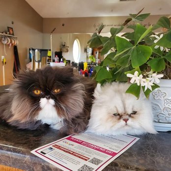 FurBabies Grooming Salon - Pet Groomers Near Me - Le Claire, Iowa FurBabies Grooming Salon - Pet Groomers Near Me - Le Claire, Iowa