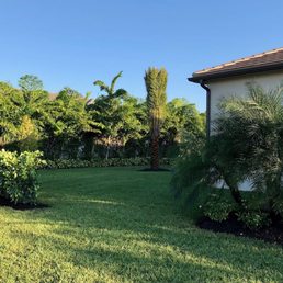 Calusia hedge and sylvester palm Calusia hedge and sylvester palm