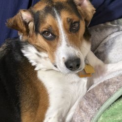 Davenport Veterinary Clinic - Tucker