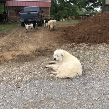 Natchez Trace Stables - Great Pyrenees with sheep & goat - Horseback Riding Near Me - Primm Springs, Tennessee Natchez Trace Stables - Great Pyrenees with sheep & goat - Horseback Riding Near Me - Primm Springs, Tennessee