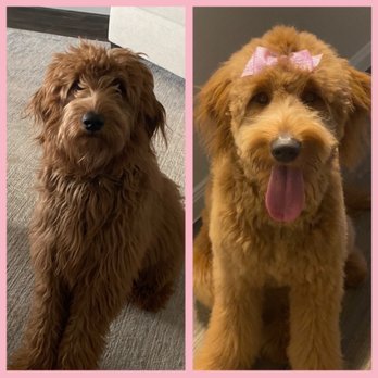 Magic Grooming Styles - Pet Groomers Near Me