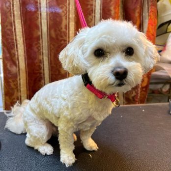 Le Chien Fortune - Pet Groomers Near Me - Millbrae, California Le Chien Fortune - Pet Groomers Near Me - Millbrae, California