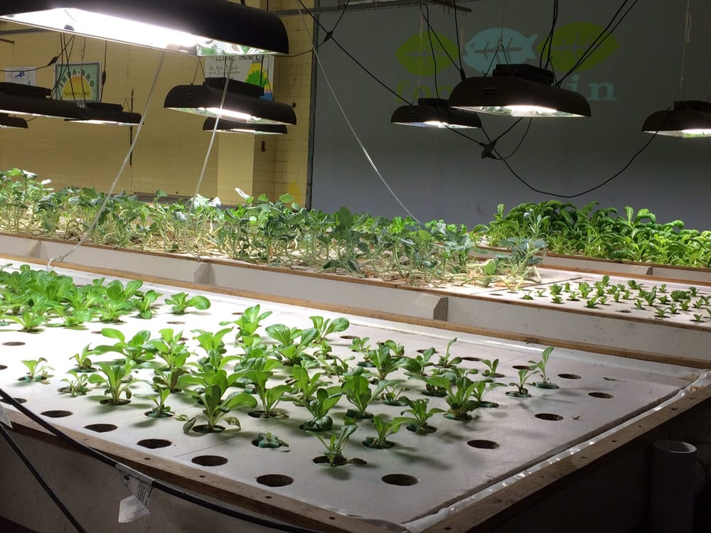 FoodChain - social services organization in Lexington, KY