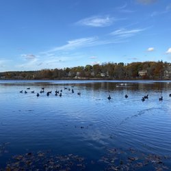 Arlington Reservoir - Geese and swans