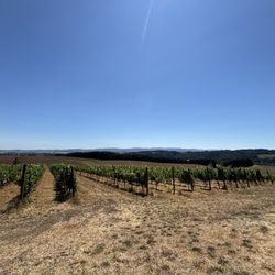 Grape Escape - Vineyard