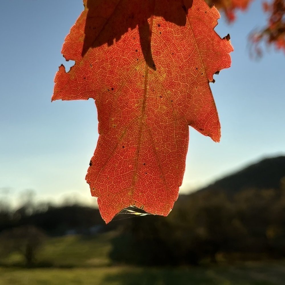 New River Trail State Park - Parks Near Me - Meadows, Virginia