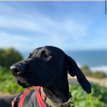 Nose to Tail Dog Training - Luna - Pet Training Near Me Nose to Tail Dog Training - Luna - Pet Training Near Me