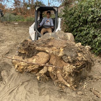 Premium Tree Care - Tree Services Near Me