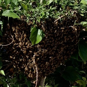 Hawaii bee Hotline - The swarm of bees! - Pest Control Near Me