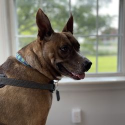 Elm Hill Veterinary Clinic - Cooper waiting for his turn.
