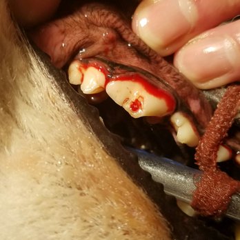 Dog Beach Dentistry - Chipped canine molar. - Veterinarians Near Me - San Diego, California Dog Beach Dentistry - Chipped canine molar. - Veterinarians Near Me - San Diego, California