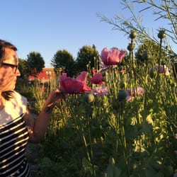 Wild Rose Healing - Tending to our herbal garden.