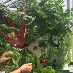 Bibb lettuce and strawberries