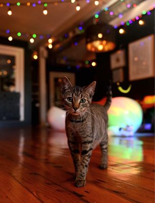 Mac Tabby Cat Cafe - Concord by null